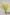 Yellow_Oncidium