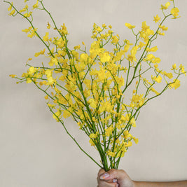 Yellow_Oncidium