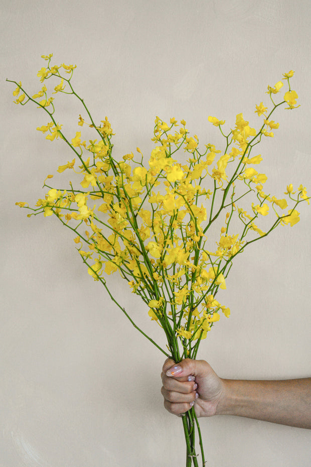 Yellow_Oncidium