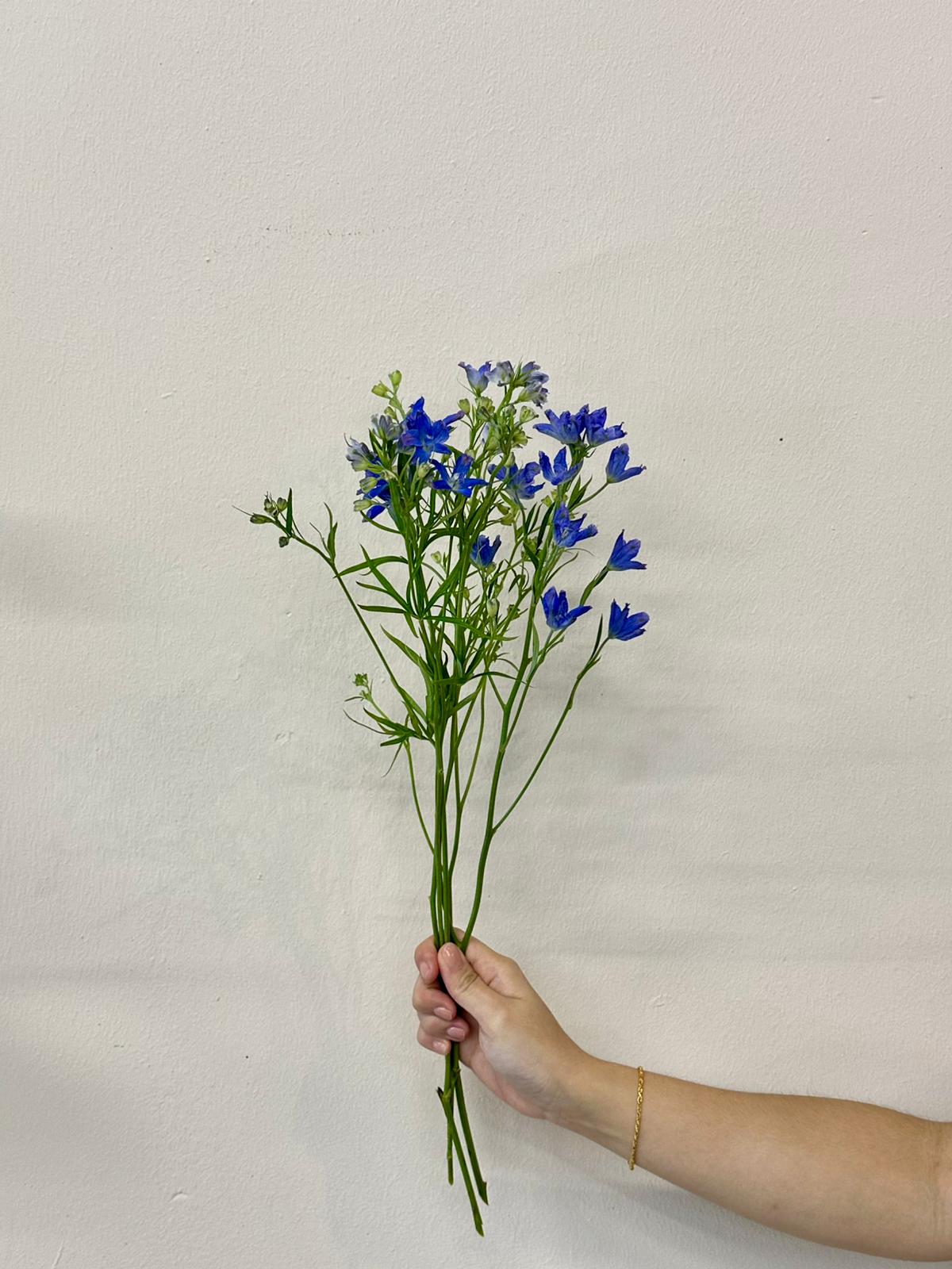 MINI DELPHINIUM