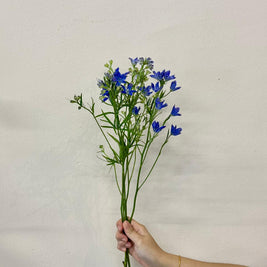 MINI DELPHINIUM