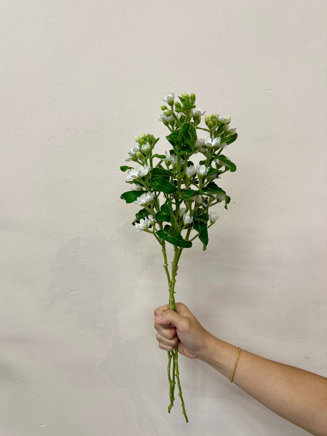 OXYPETALUM WHITE