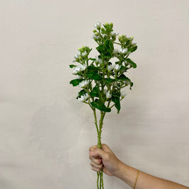 OXYPETALUM WHITE
