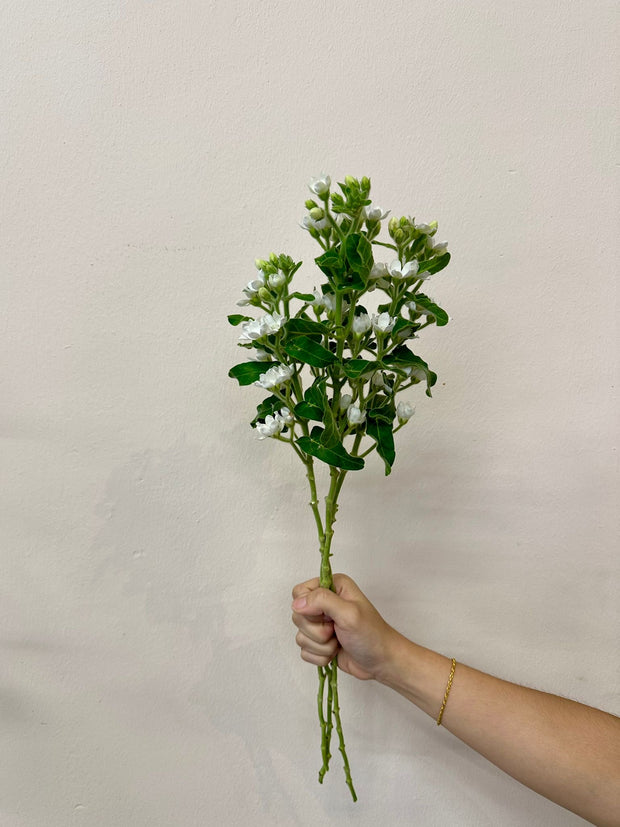 OXYPETALUM WHITE